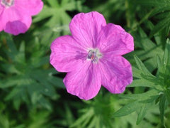 A Geranium